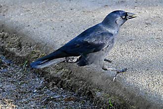Black crow, Corvus corone, foraging in an urban environment