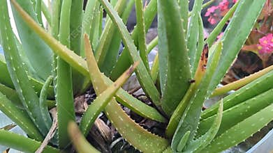 Aloe Vera Plant