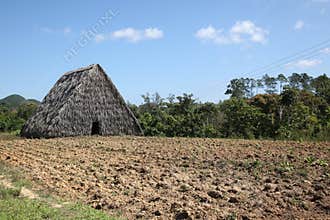 Cigar plantation in Cuba, Vinales