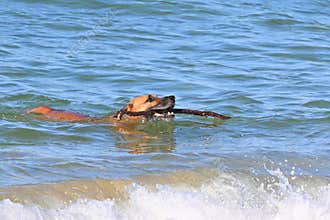 A cheerful boxer plays with a stick on the beach