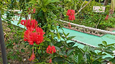 hanging red hibiscus schizopetalus petal flower plant.