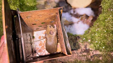 Mice run into the military tent