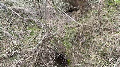 fox wild cunning smart animal builds deep holes