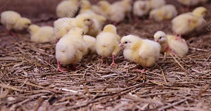beautiful little chickens in soft yellow fluff and the first white