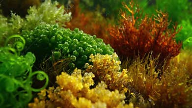 Vibrant green microalgae cells multiplying rapidly under a microscope, showcasing intricate cellular division and the dynamic