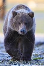Brown bar cub in vertical picture