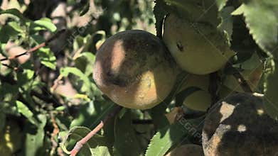 spoiled fruit on a tree. spoiled peaches. diseased tree.
