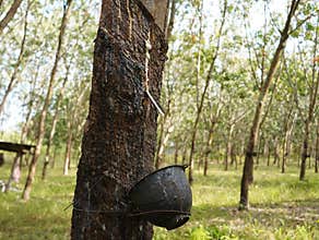 Rubber Tapping Scar and Latex Cup on Rubber Tree Thai Natural Rubber Industry