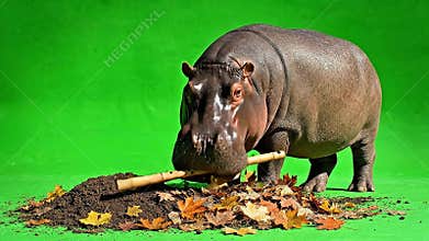 Massive Grey Hippopotamus Grazing on Foliage Against Bright Green Screen Background Close Up View of Animal Feeding on Leaves and