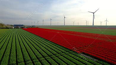 Aerial view of row of wind mills and colorful Tulip fields in the Netherlands