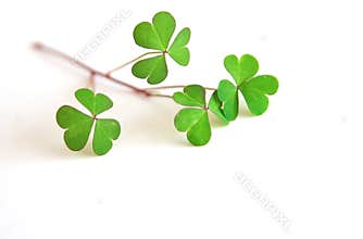 St Patrick's Day - Shamrocks