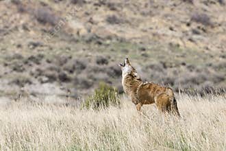 Coyote howling on the prairie