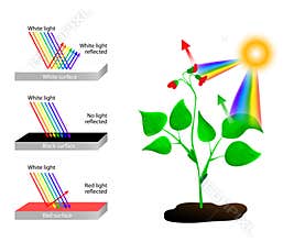 Reflects and absorbs. Spectrum of Colors and Sunli