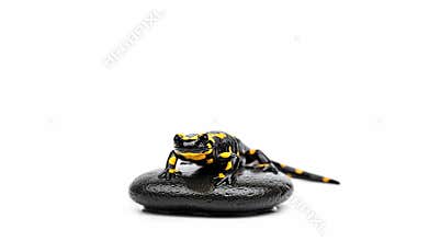 Vibrant Poison Dart Frog Perched on a Smooth Black Stone