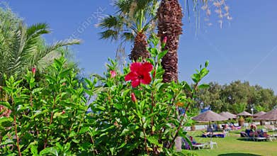 Beautiful view of red hibiscus flowers in resort garden with Aegean Sea coastline and Mediterranean atmosphere background.
