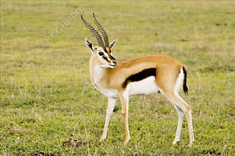 Gazelle