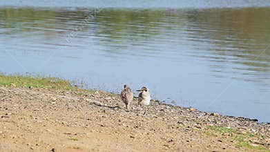 Burhinus indicus or Indian stone curlew or Indian thick knee pair front and back view shaking wings preening in winter sunlight at