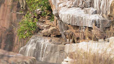 Flock of Himalayan griffon vulture or Gyps himalayensis preening wings nesting site perched in strong wind blast edge of cliff in