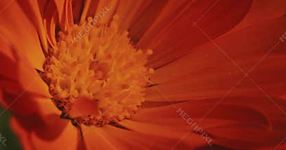 Artistic Close-Up View of Orange Flower's Inner Details