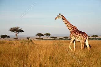 Giraffe (Kenya)