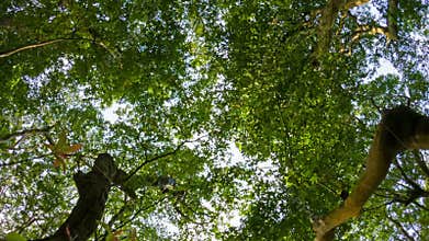 View of the sky through the crown of large tropical trees