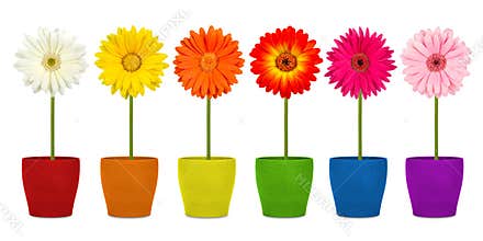 Flowers in coloful pots