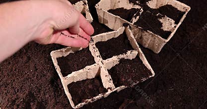 sorrel seeds in hand and cardboard pots filled with soil for