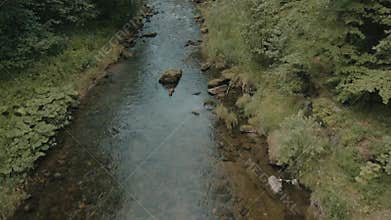 The brook in the forest