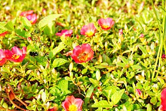bees are taking nectar from flowers