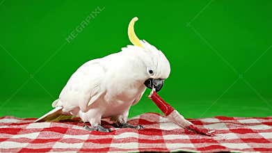 Sulphur Crested Cockatoo Eating on Red Picnic Blanket Isolated on Green Screen Background Video Footage