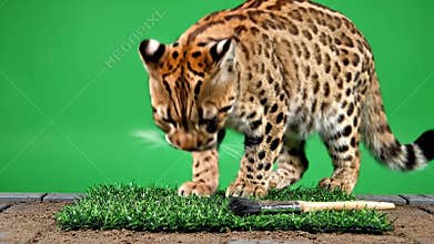 Ocelot Leopard Walking On Green Grass Against Isolated Green Background Captive Breed Medium Sized Wildcat Native to the Americas