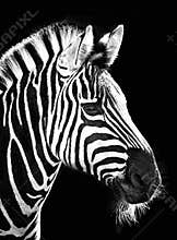Zebra on Black