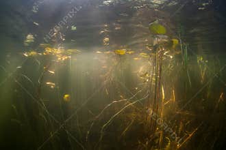 Pond Vegetation and Sunlight