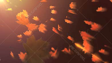 Falling maple leaves on the sunlight background