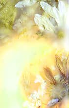 Preserved Flowers Four