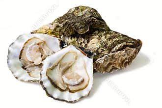Oysters