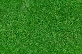 Grass field texture - seamless top view