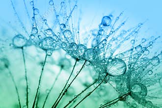 Abstract macro photo of plant seeds with water