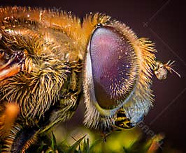 Compound fly eye macro