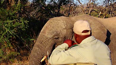 Elephant walking very close to a safari vehicle