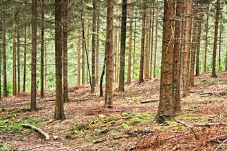 Conifer forest hdr
