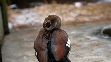 Nile Goose Preening Feathers