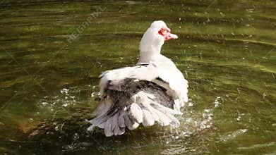 White Muscovy duck actively splashes and shakes water in a pond at Belgrade Zoo. Energetic bathing behavior of waterfowl captured