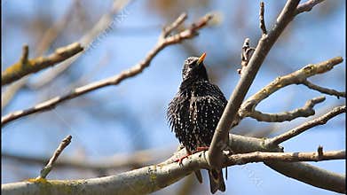 starling Sturnus vulgaris perching on a tree branch, singing and preening its spotted feathers in spring.