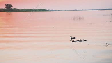 Ducks swim on the river bank at sunset