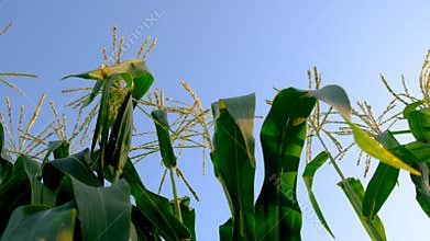 Corn growing in the garden. Selective focus.