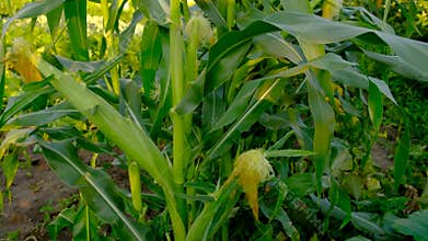 Corn growing in the garden. Selective focus.