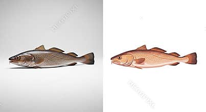 Atlantic Cod Fish Realistic and Stylized Illustrations on White Background seafood