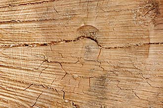 Old Tree Cross Section