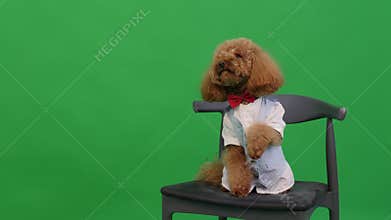 Cute miniature poodle wearing bow strikes magician pose on chair